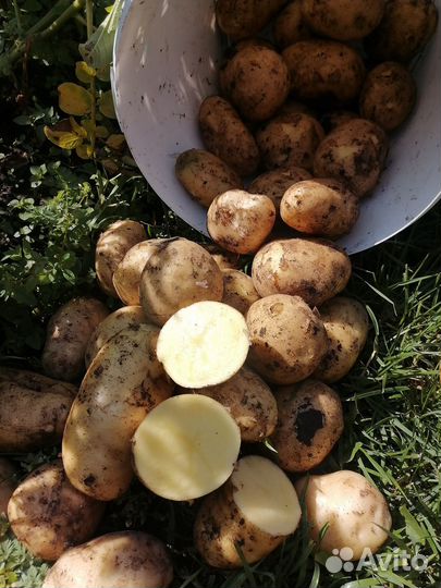 Продам картофель молодой, домашний
