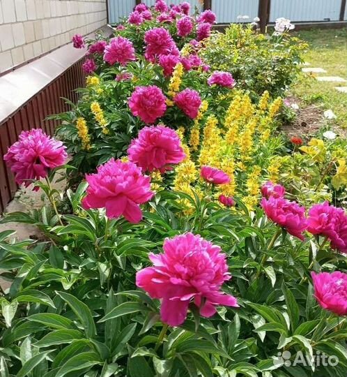 Цветы