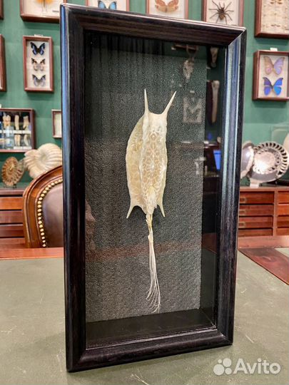 Рыба кузовок (скелет)