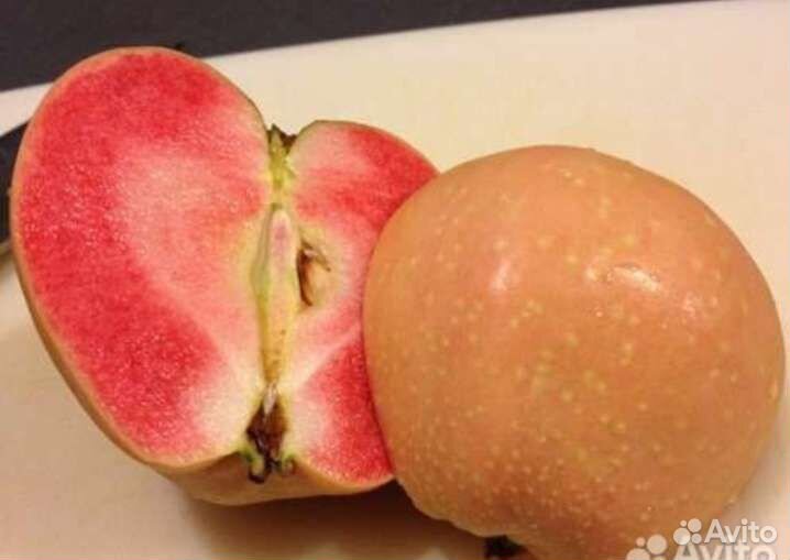 Яблони красномясые