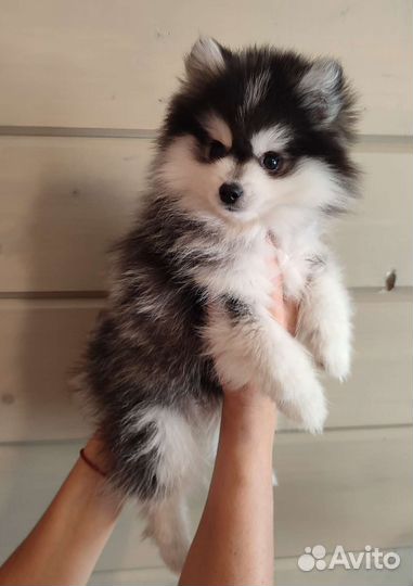 Фенди помски f2