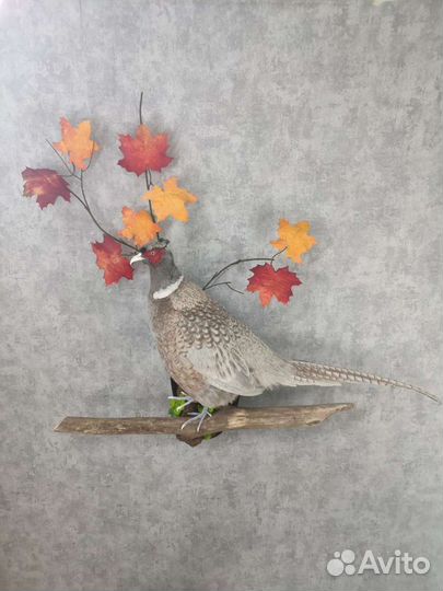 Чучело фазана