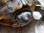 Красноухая черепаха с террариумом