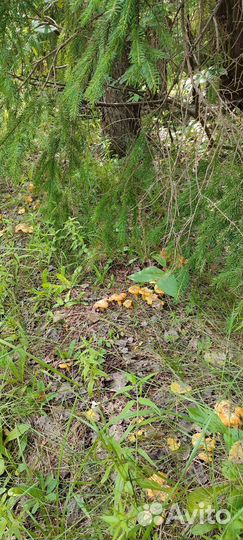 За лисичками в Калужскую область