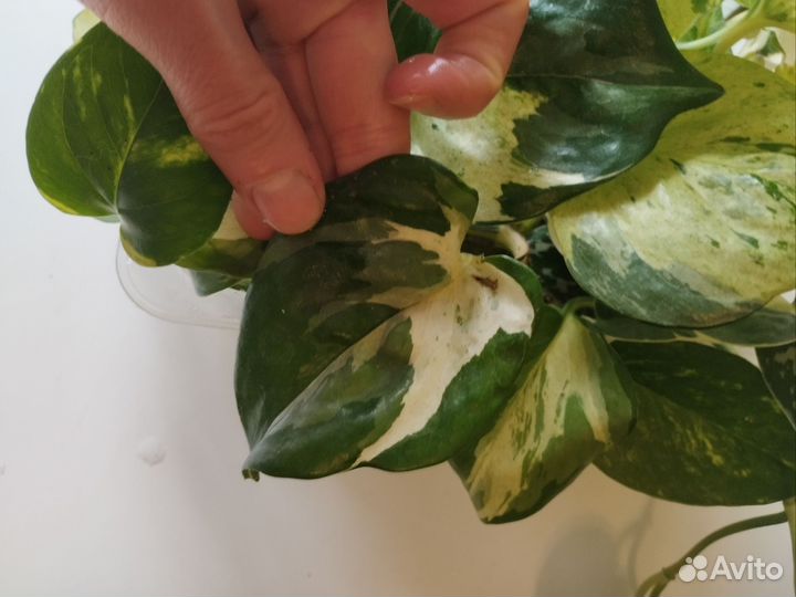 Эпипремнум