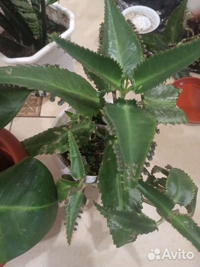 Комнатные растения