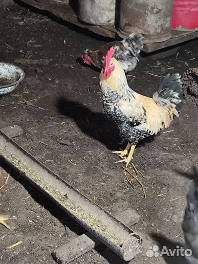 Молодые петухи