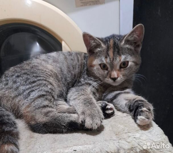 Кошки в добрые руки