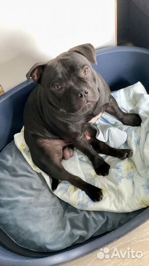 Стаффордширский бультерьер вязка