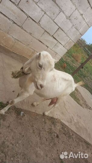 Коза дойная