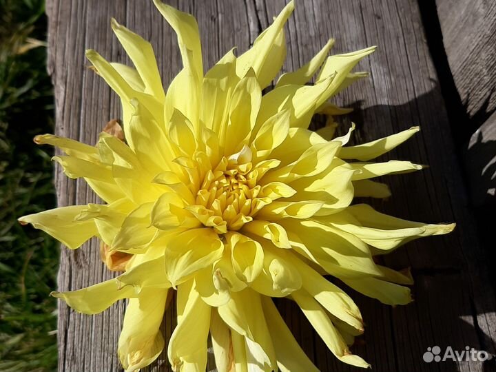 Корнеклубни георгина