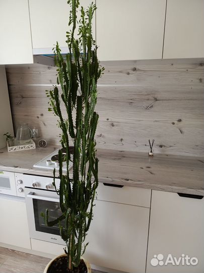 Молочай трехгранный