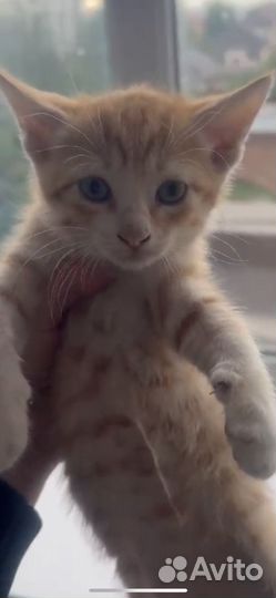 Котята