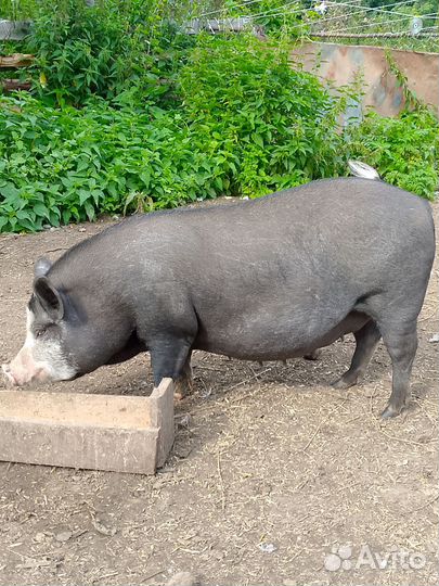 Вьетнамских порос