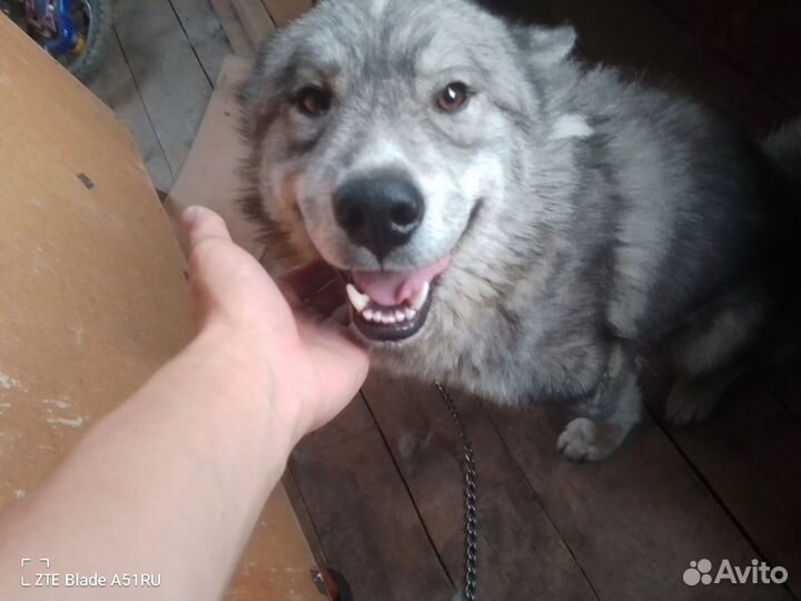 Самоедская лайка щенки