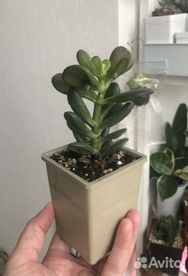 Суккуленты Crassula