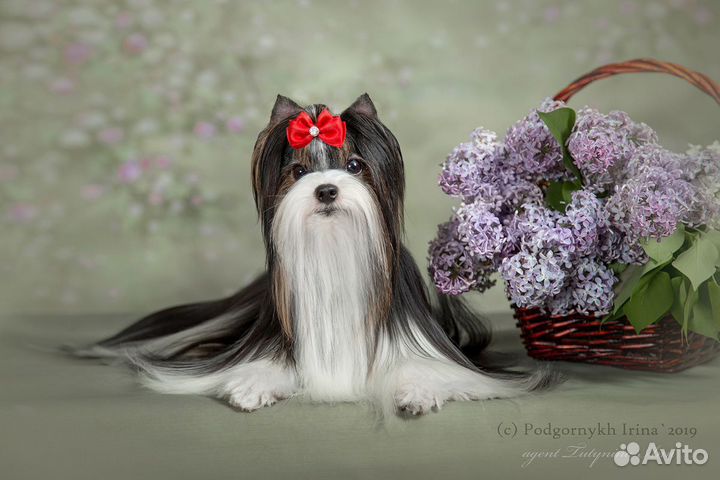 Красивые мальчики бивера