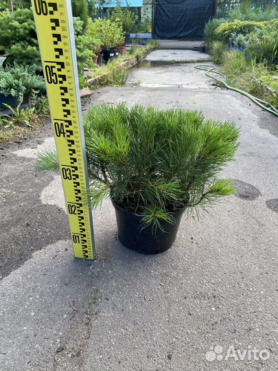 Сосна горная пумилио