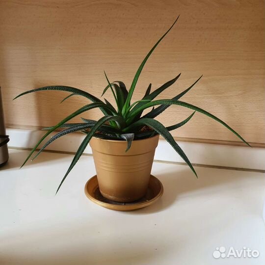 Хавортия большие и малыши Суккулент Алоэ