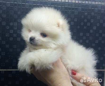 Померанский шпиц белого окраса мини