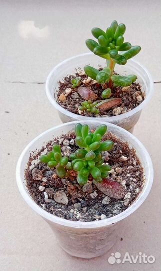 Суккуленты 2