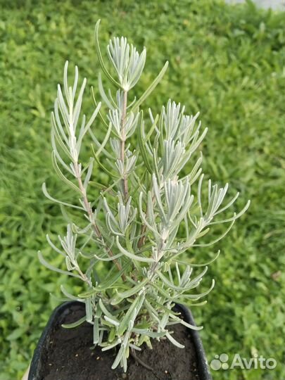 Лаванда саженцы