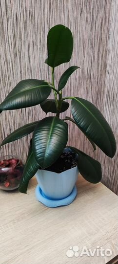 Фикус Робуста