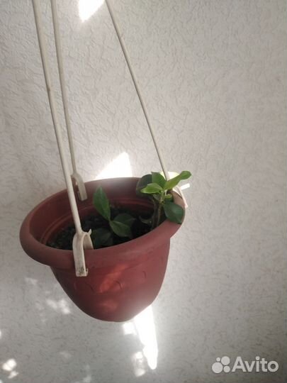 Метросидерос