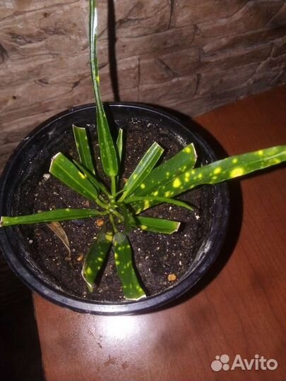 Кротон узколистный