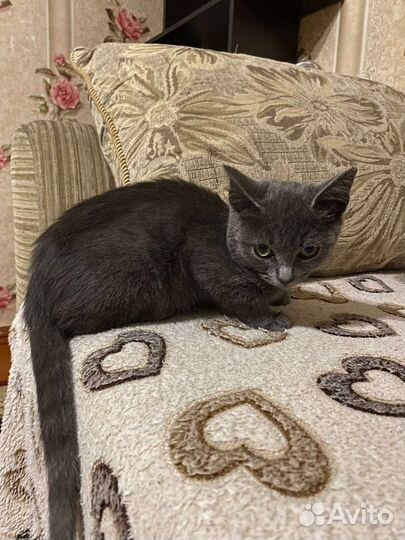 Кошка британка