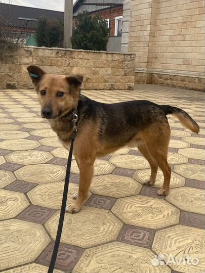 Тобик ищет дом