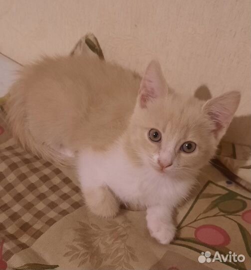 Котенок