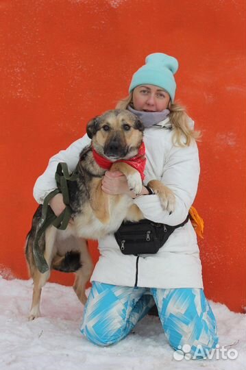 Мирта-трогательная и скромная собаченька ищет дом