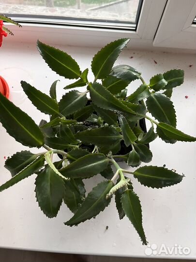 Каланхоэ лечебный и защитный (от магии)