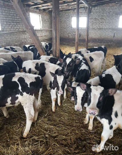 Телята бычки