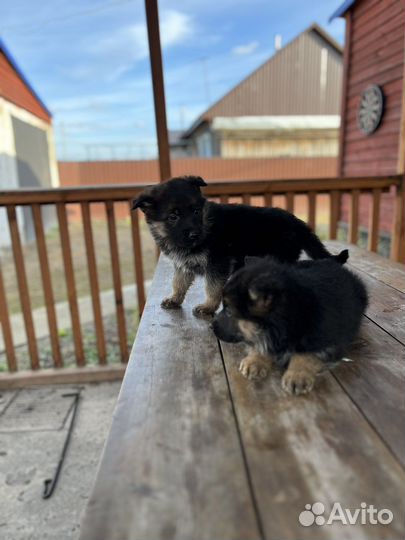 Немецкая овчарка