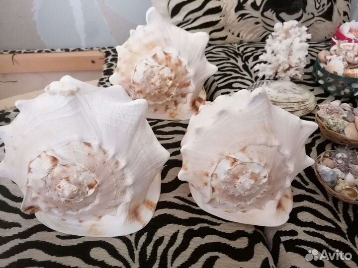 Большие раковины, наборы ракушек разные, кораллы