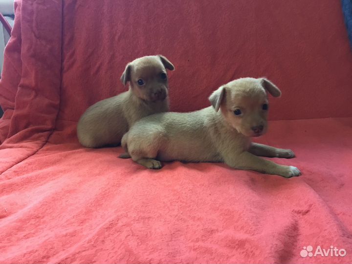 Щенки