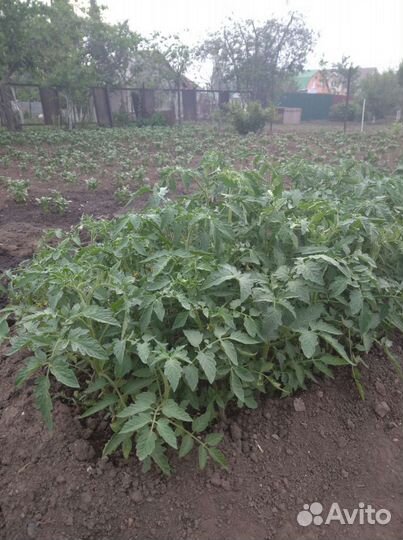 Рассада помидор