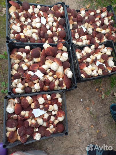 Грибы,белые