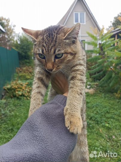 Котенок в добрые руки