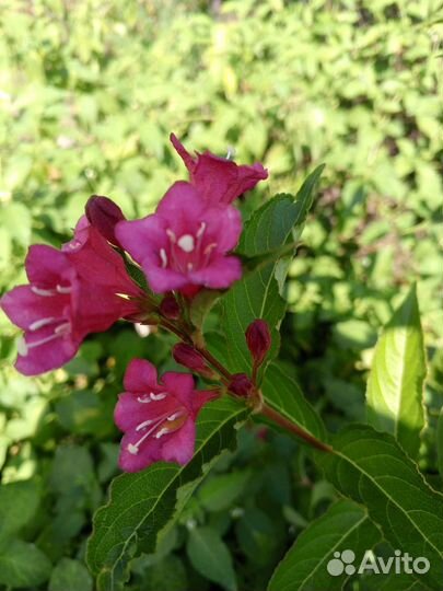 Вейгела красная