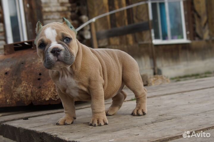 Девочка американский булли