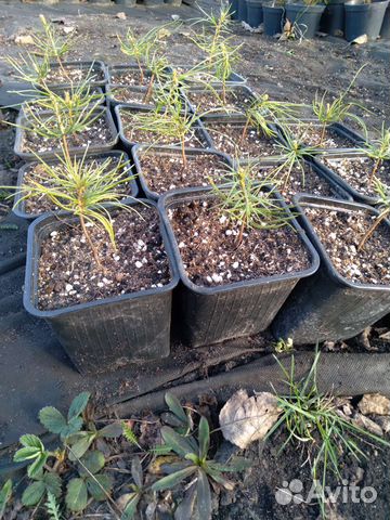 Саженцы кедра корейского