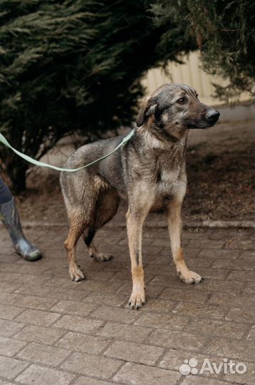 Чуткая Мелисса ждет хозяина