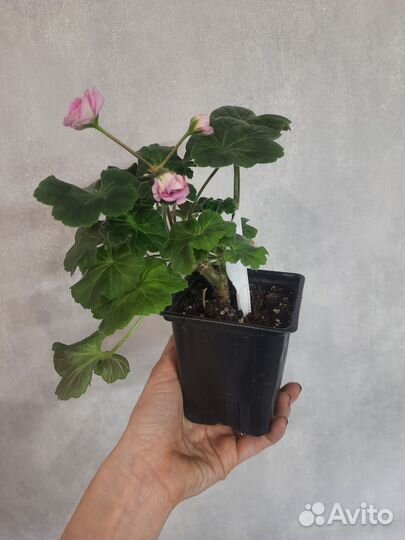 Пеларгония герань