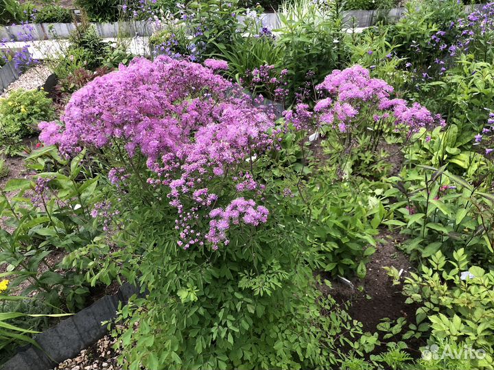 Многолетние цветы для сада