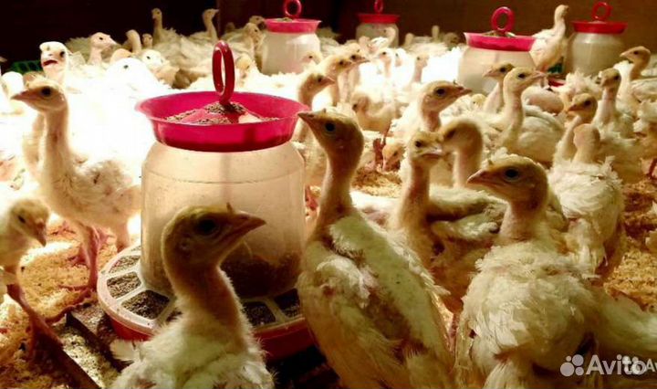 Бройлерные цыплята рос - 308