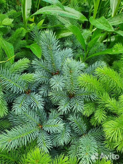 Ель голубая с комом земли