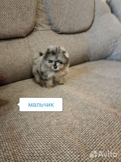 Шпиц мини окрас мерле